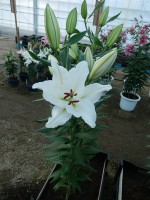 [3500 PO20 Sisto No101.JPG]